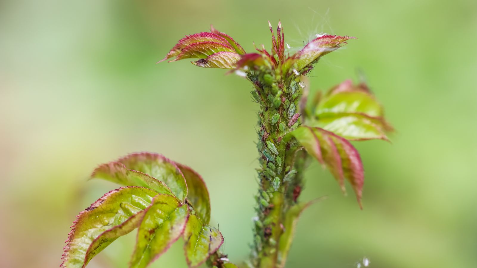green aphids on rose leaves.