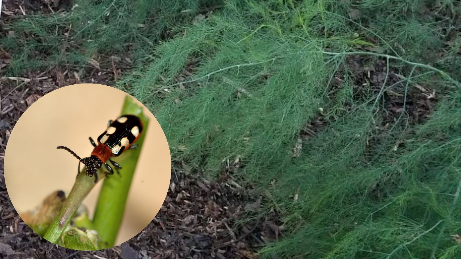 5 Simple Steps To Asparagus Beetle Control