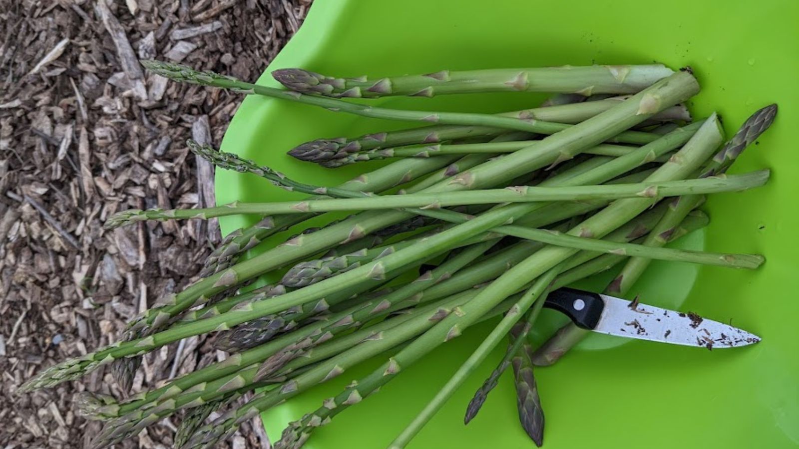 asparagus harvest in a green plastic bowl.