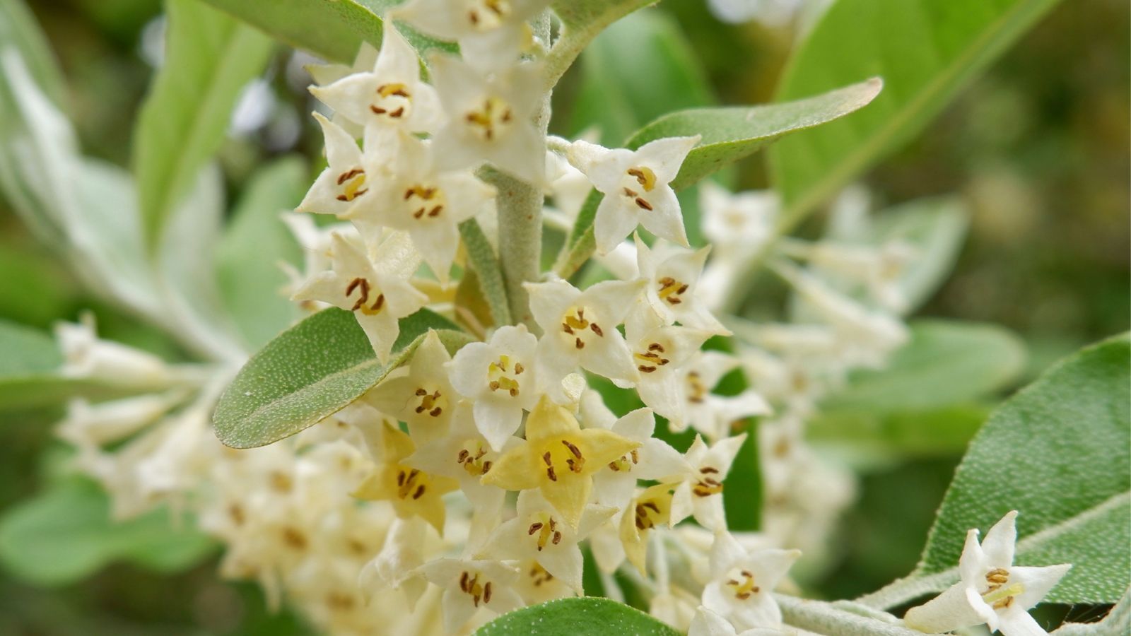 autumn olive flowers.