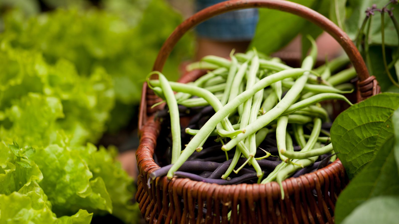 a basket of freshly picked beans.