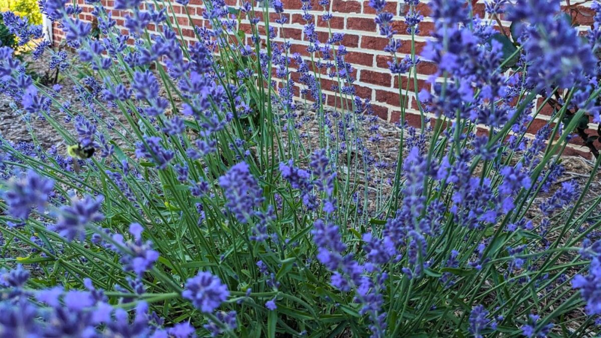 a bumble bee on my English lavender.