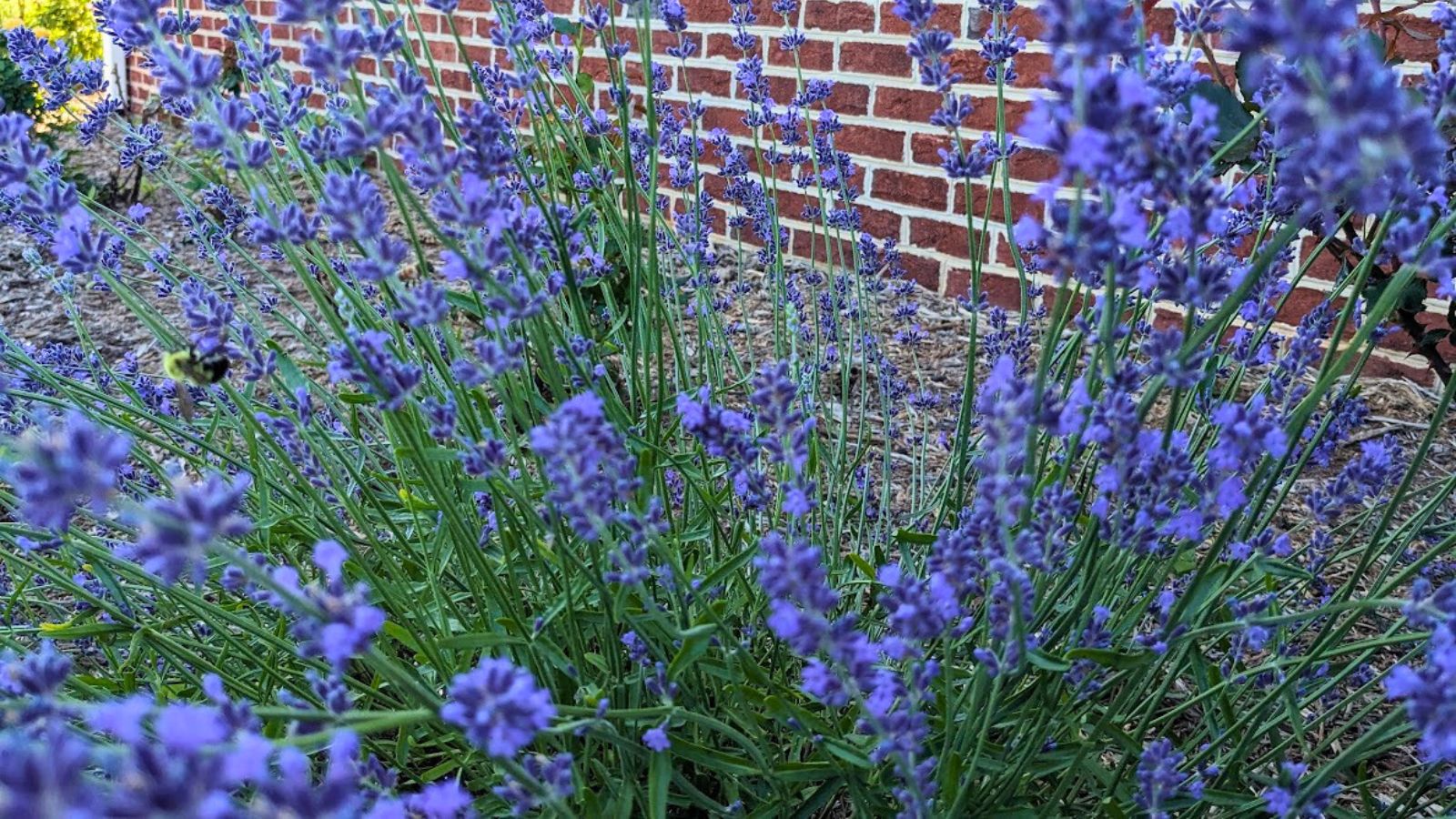 a bumble bee on my English lavender. 