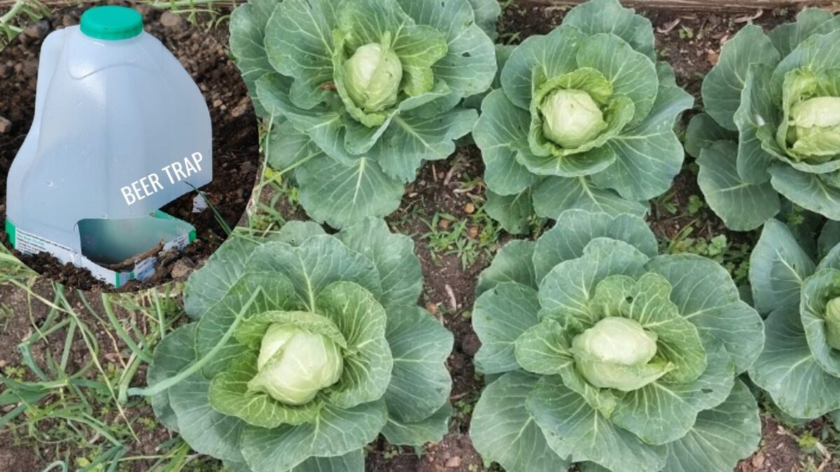 beer trap for snail set in a cabbage row.