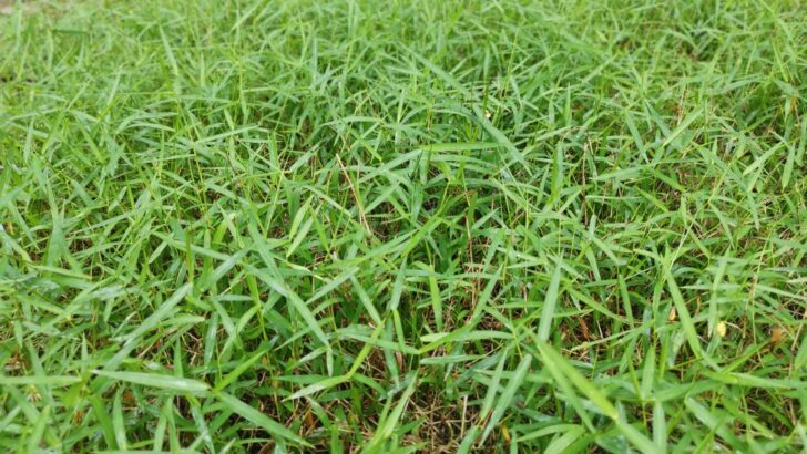How to Get Rid of Bermuda Grass: Helpful Tips for Effective Removal
