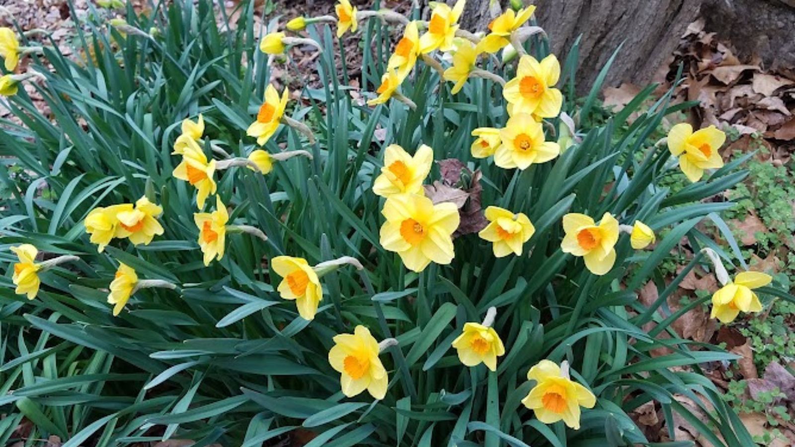 blooming daffodils at the base of a tree.