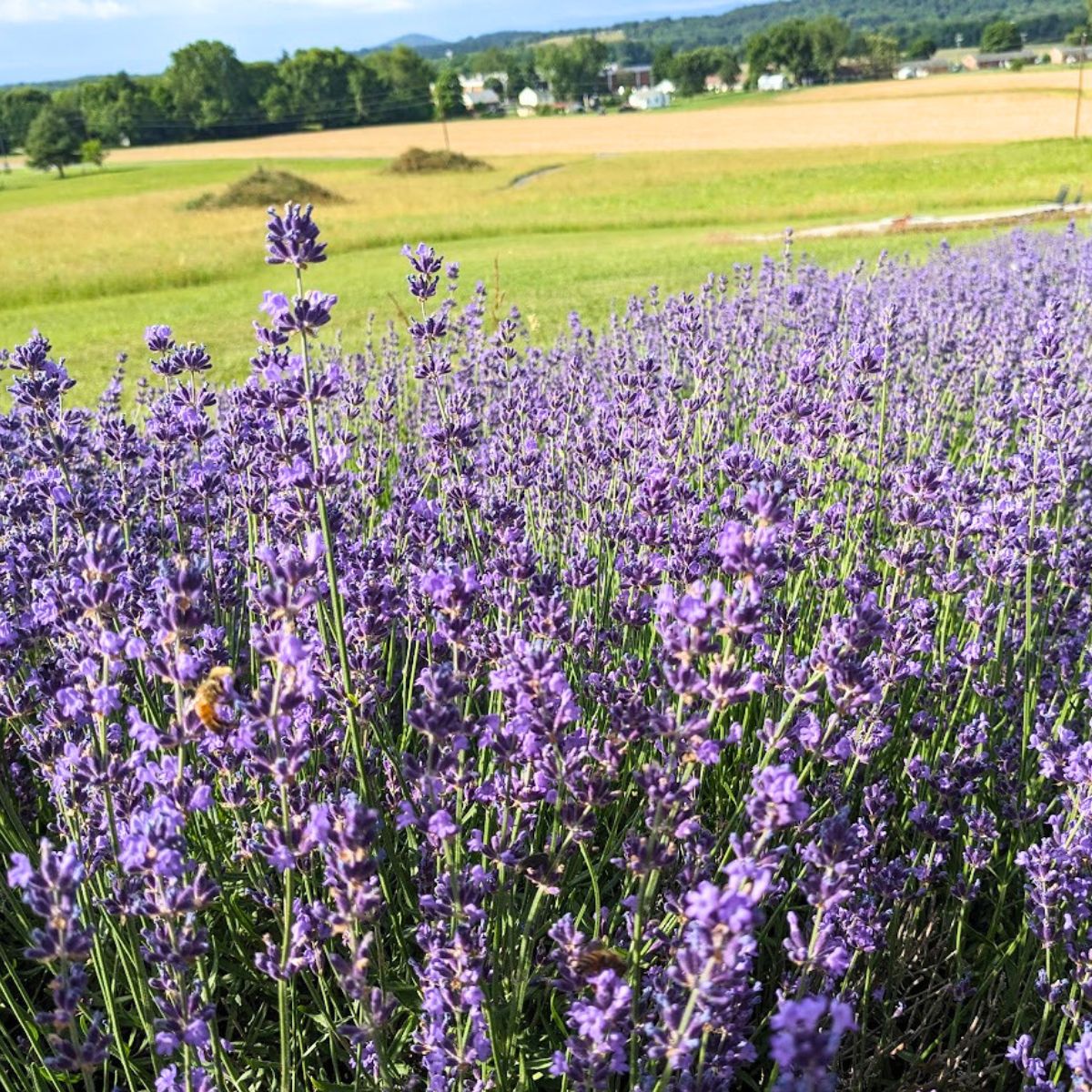 blooming lavender field in June.