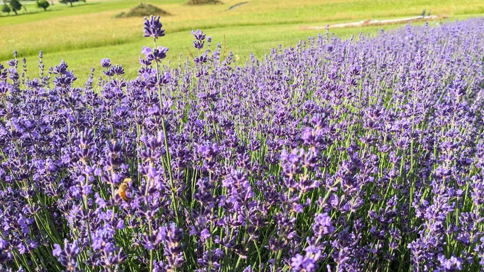 blooming lavender field in June.