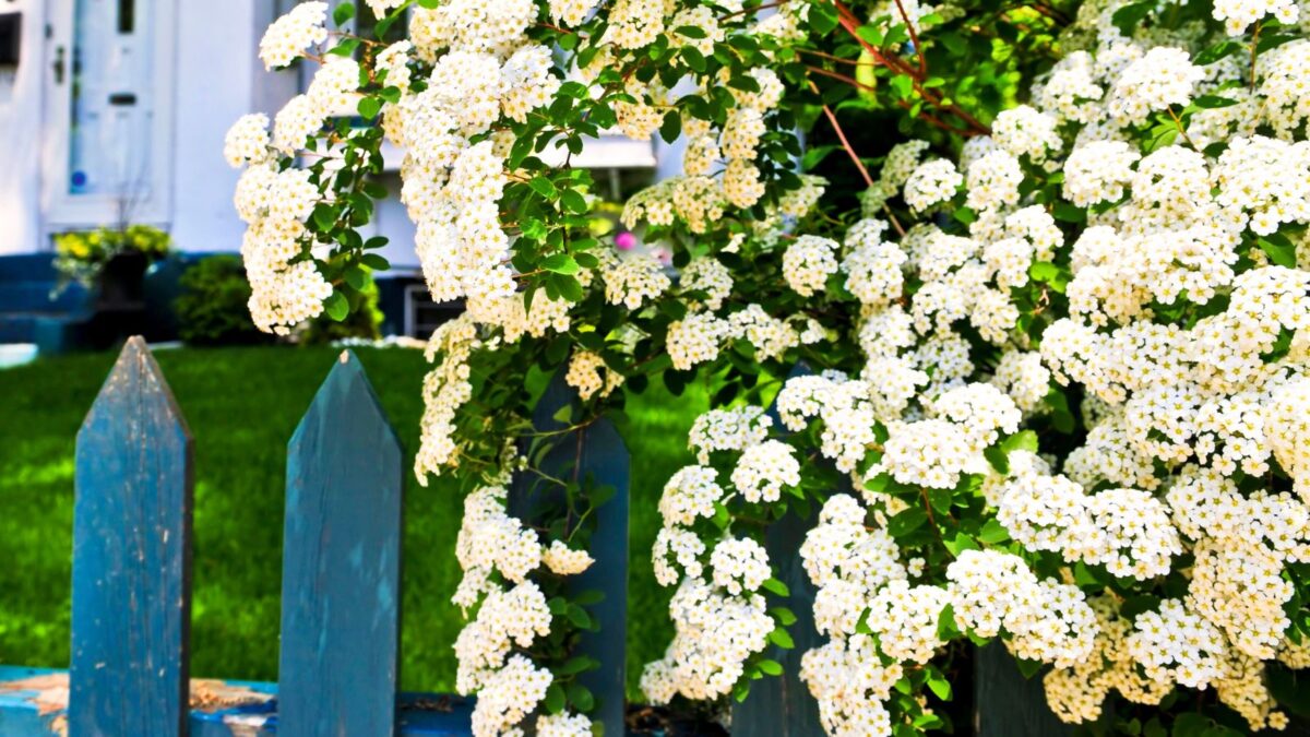 Blue fence with white flowering shrubs.
