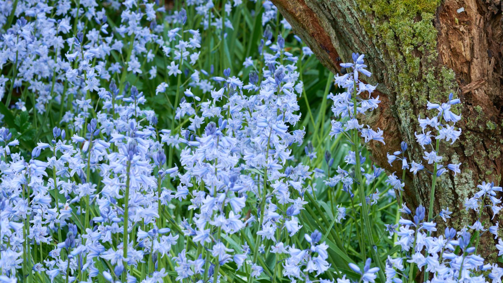 bluebells planted around a tree.