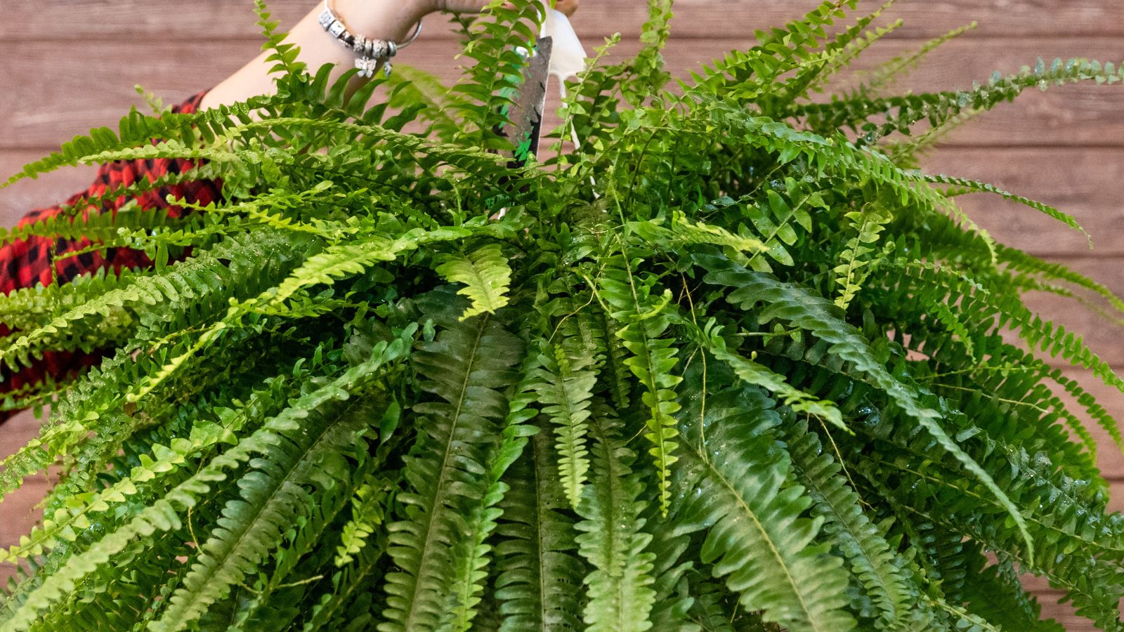Boston fern.
