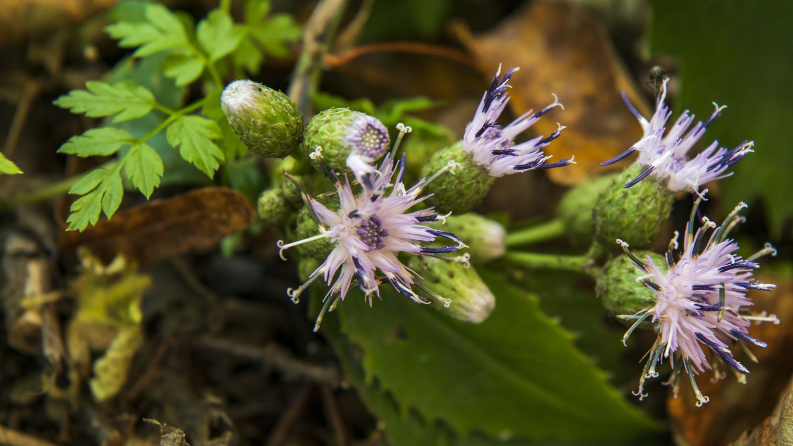 purple burdock flowers.