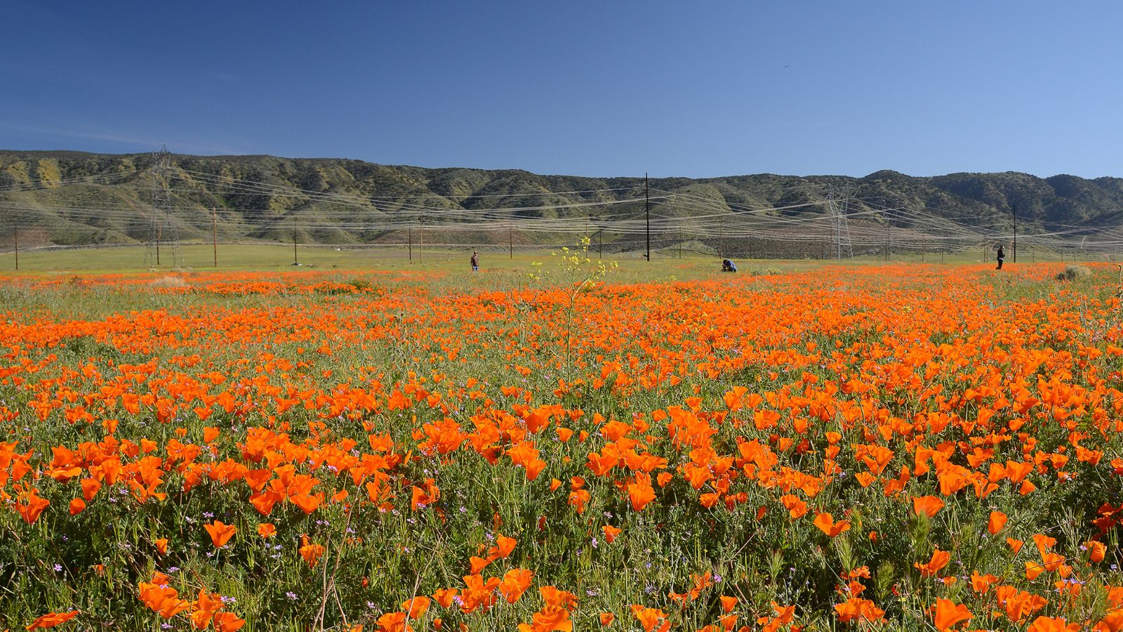 a field of California poppies.