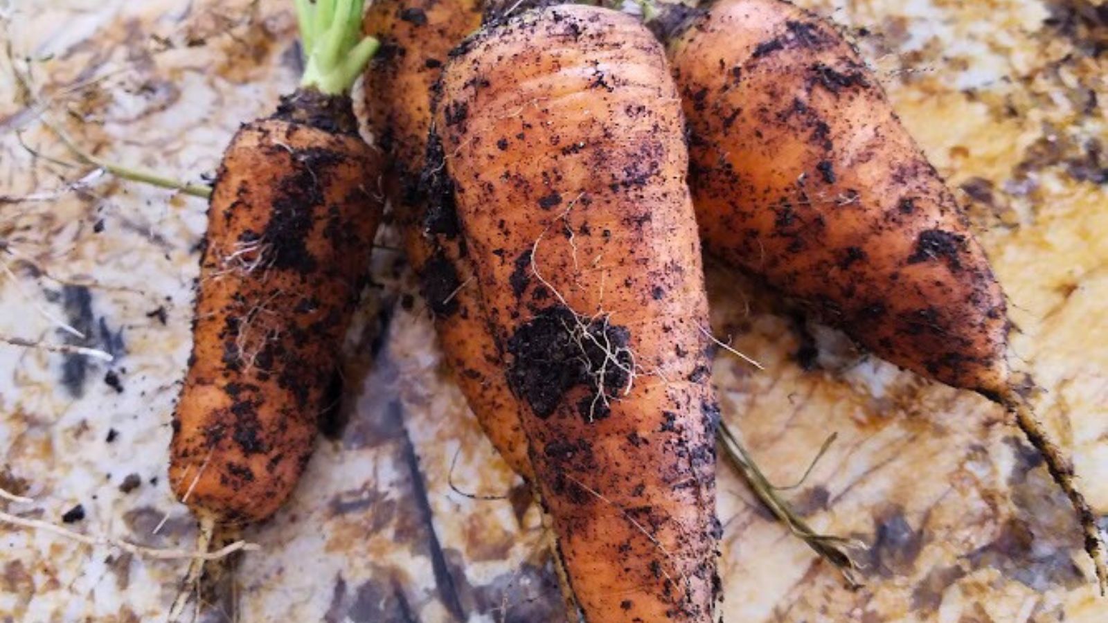 freshly picked carrots, still with dirt on them.