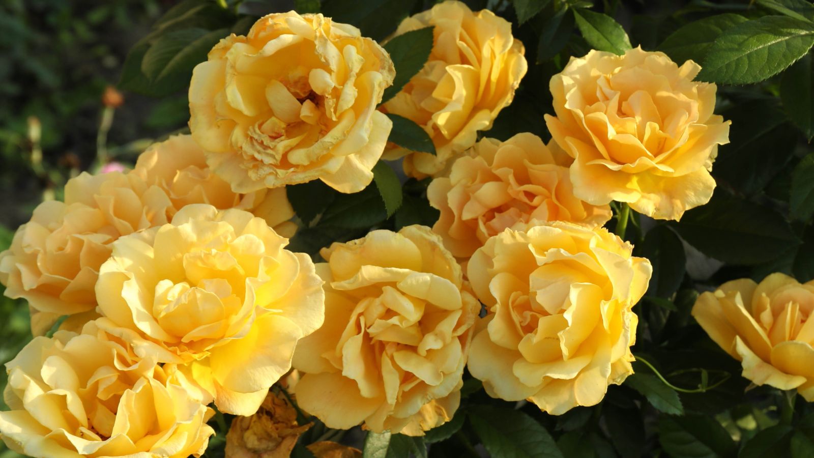 a cluster of gorgeous yellow roses.