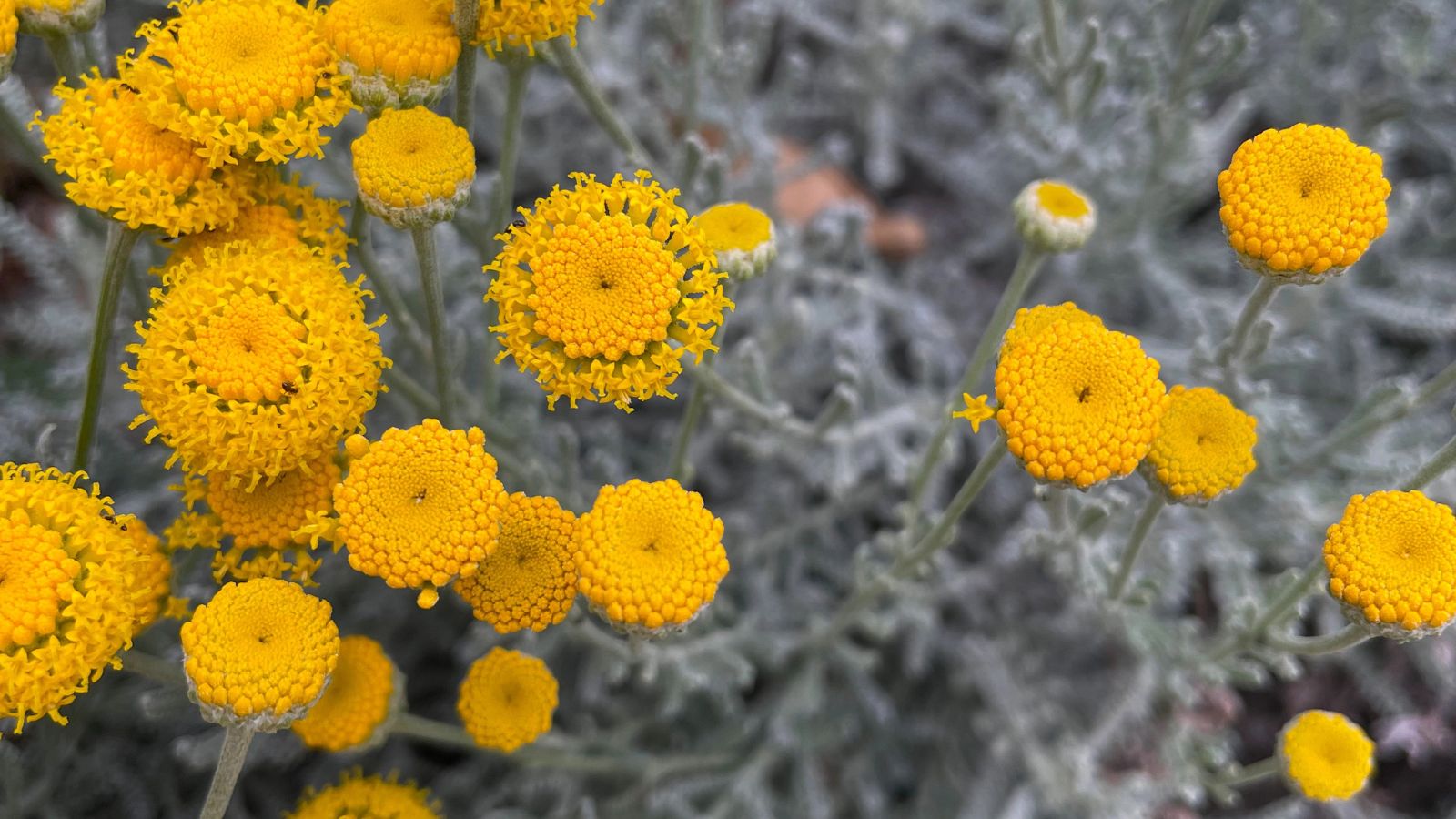 cotton lavender flowers.