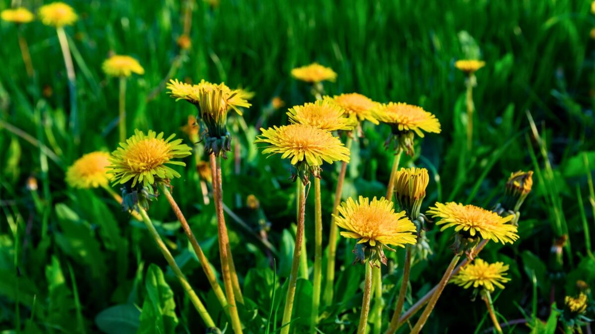 dandelion flowers.