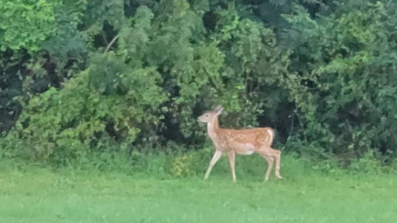 young deer in my backyard. 
