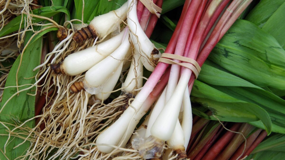 fresh ramps.