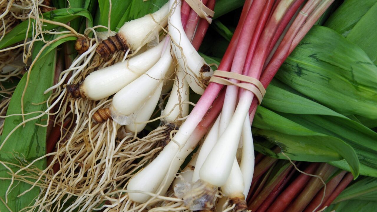 fresh ramps.