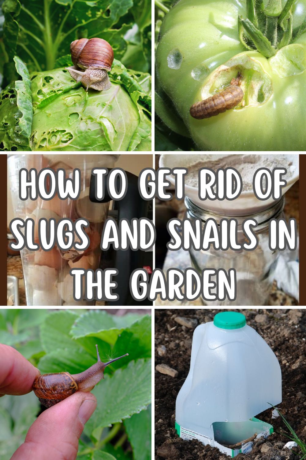 How To Get Rid Of Slugs And Snails In The Garden.