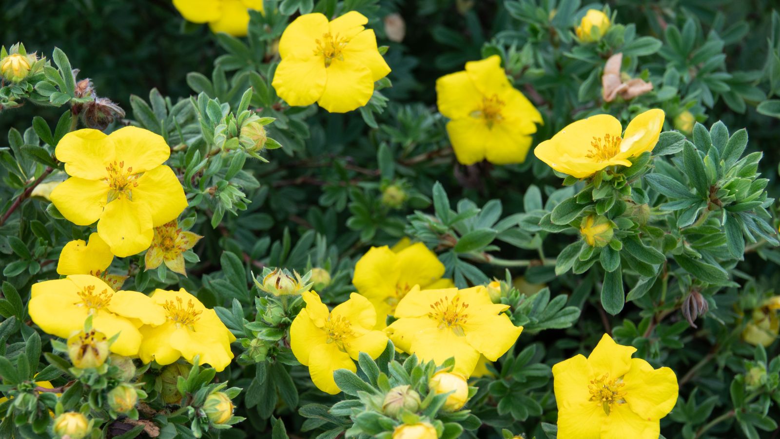Gold Star Shrubby Cinquefoil shrub with yellow flowers.