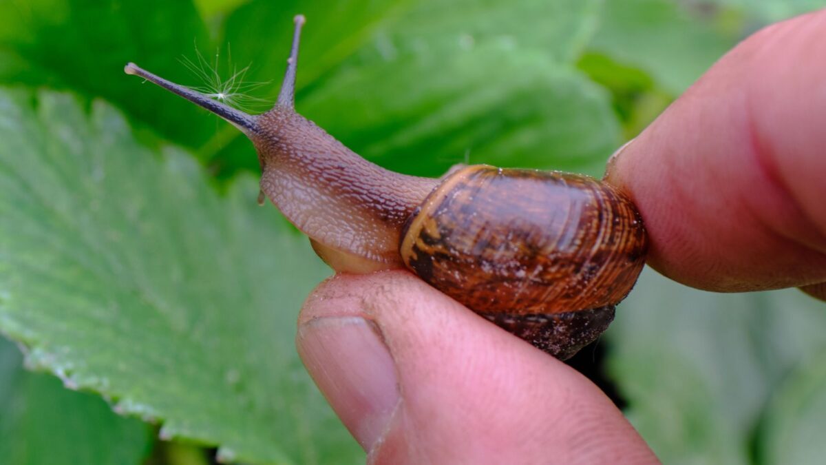 a gardener's hand picking a snail off strawberry leaves.
