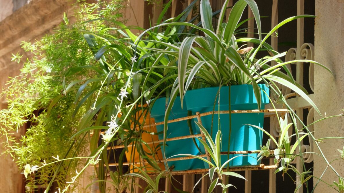 Reverse Variegated Spider Plant - Easy to Grow/Cleans The Air - 4" Pot hanging spider plant in bloom.