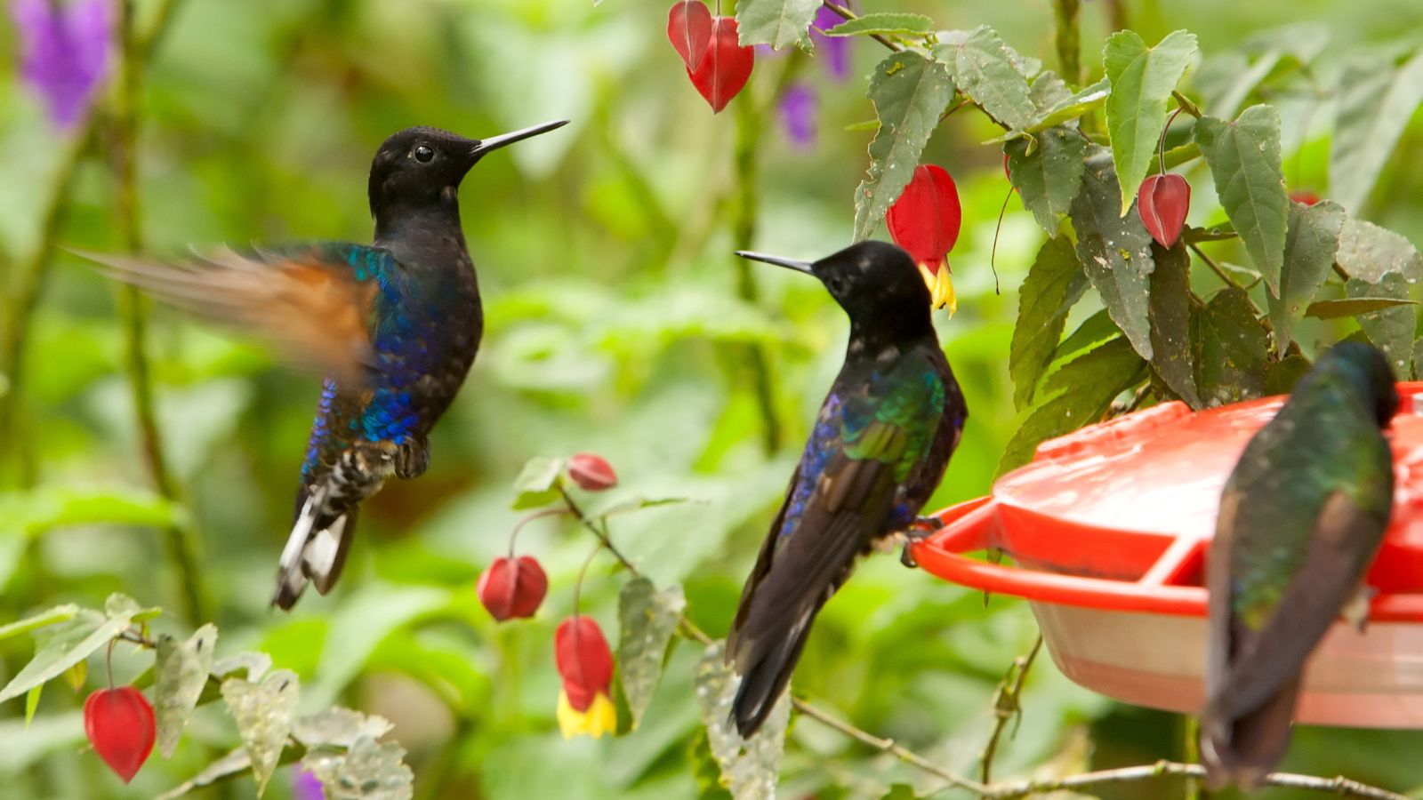 hummingbirds gathered around a feeder, and surrounded by lush vegetation.