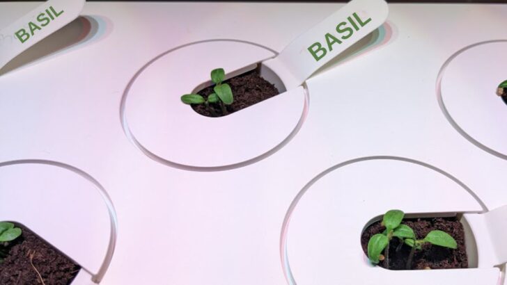 How to Grow An Indoor Hydroponic Herb Garden