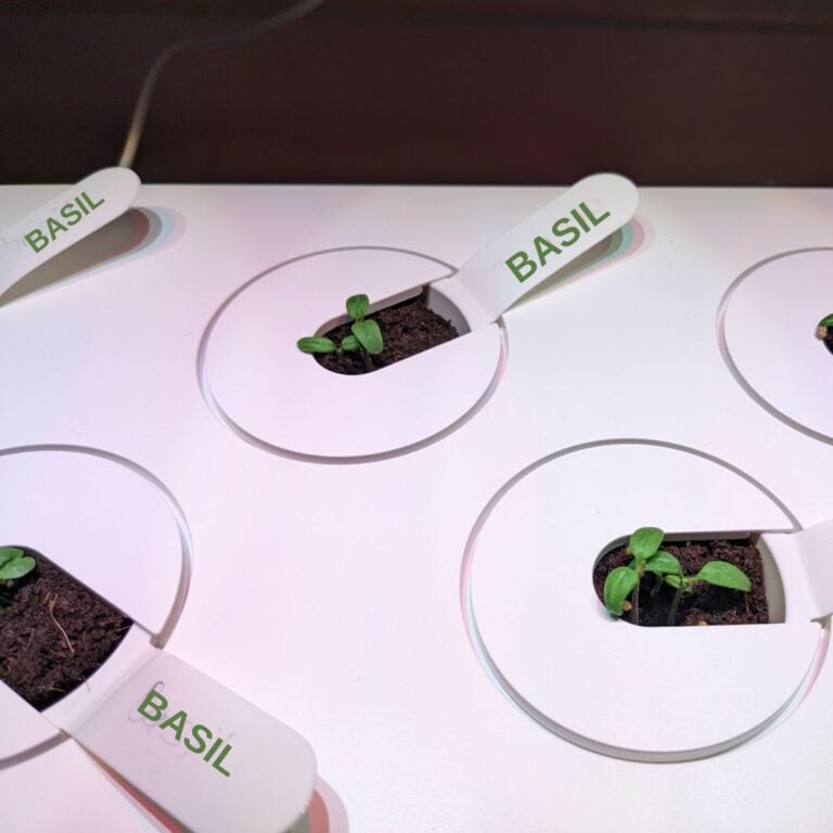hydroponic herb seedlings.