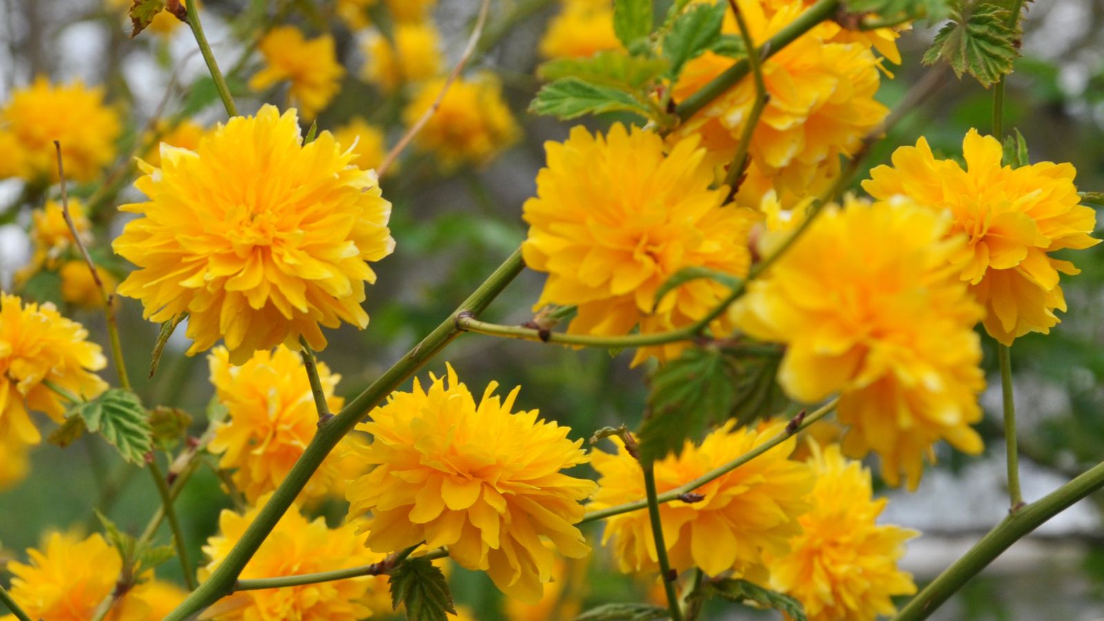 Japanese rose flowers.