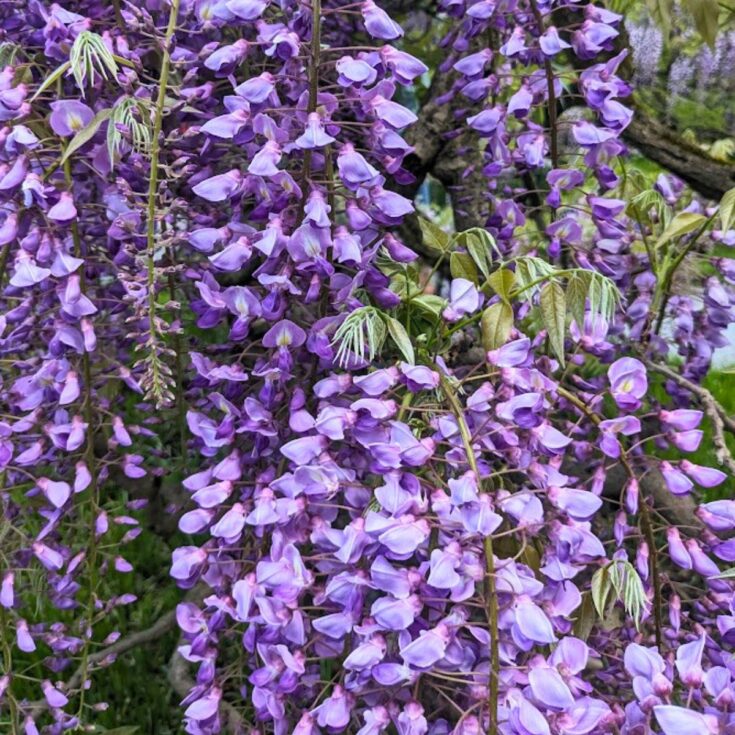 Japanese wisteria flowers.