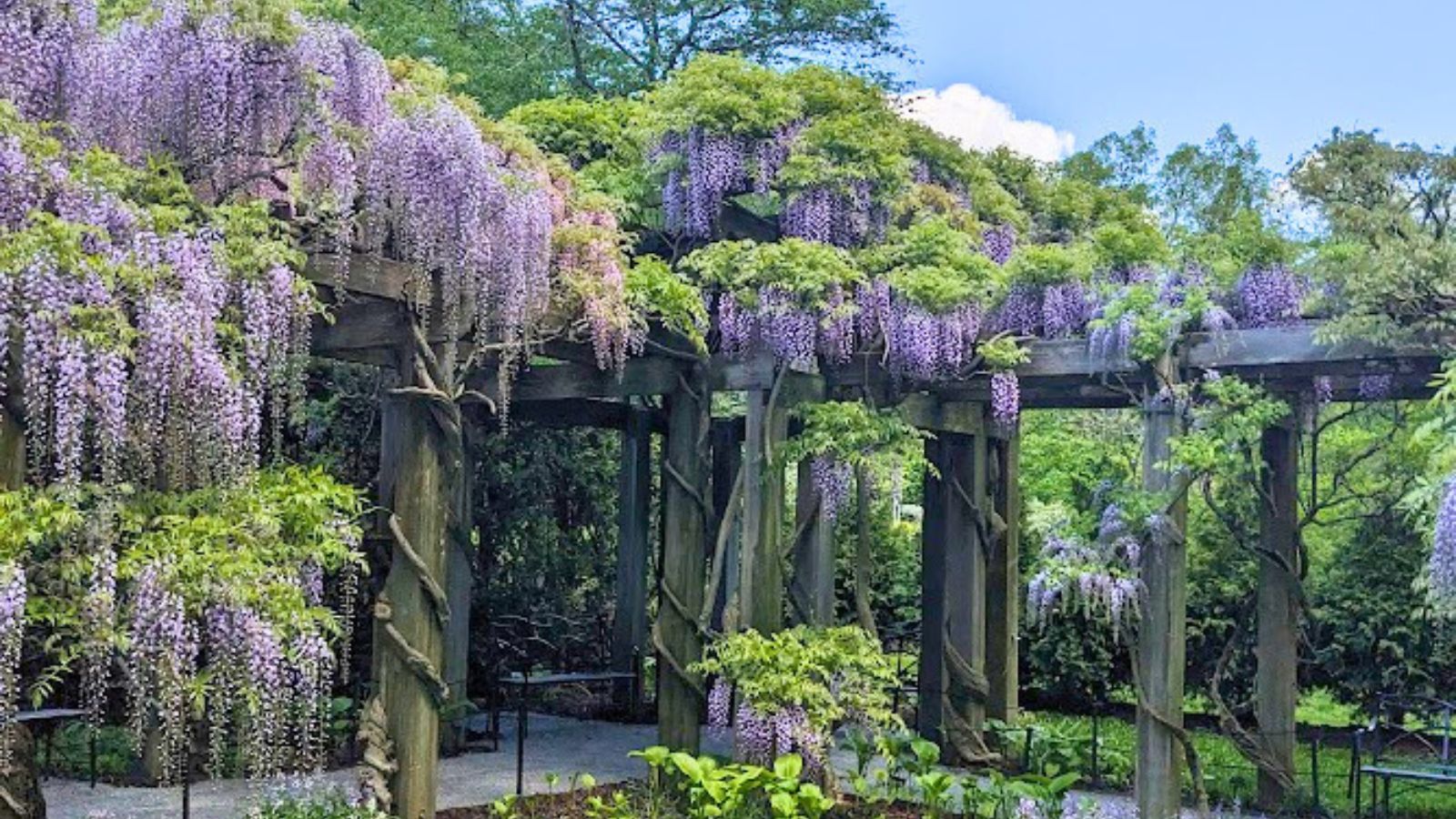 Japanese wisteria at Longwood gardens.