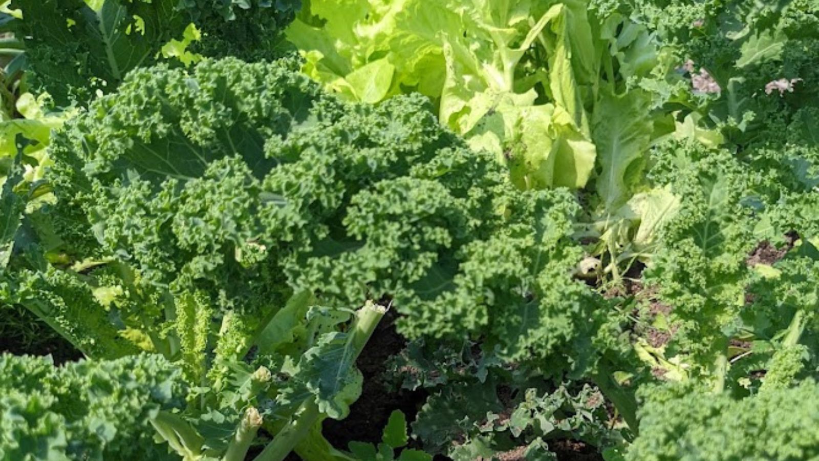 kale growing in the garden next to lettuce.