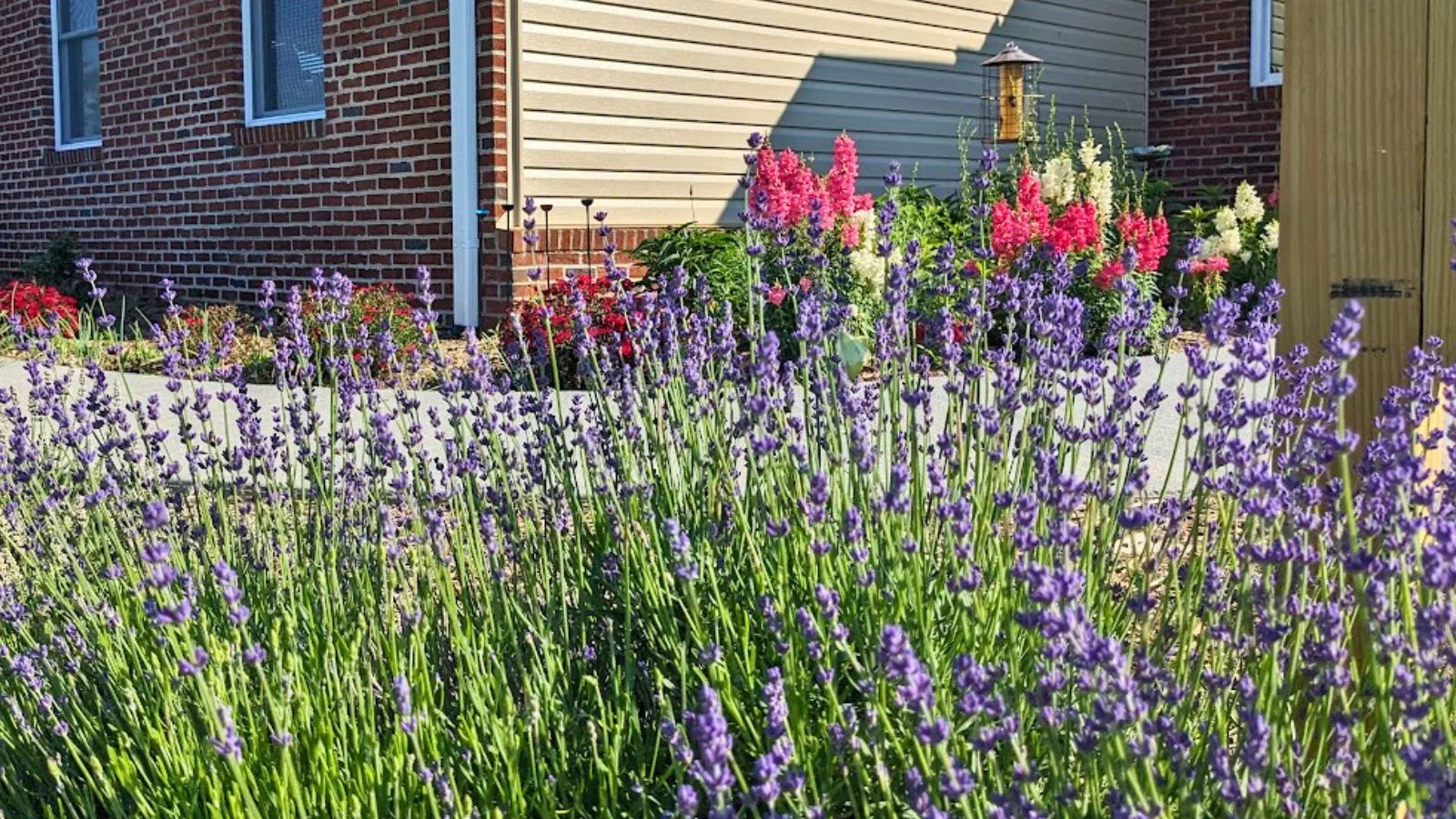 Lavender Flower Colors 17 Richly Hued Varieties In White, Pink, Purple