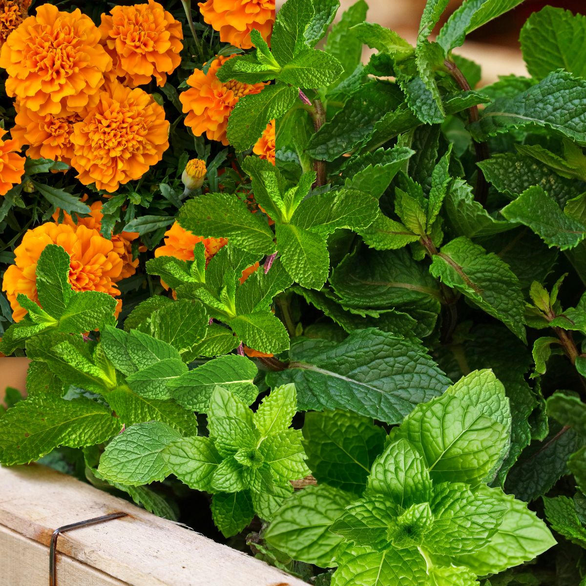 mint and marigolds in a raised bed.