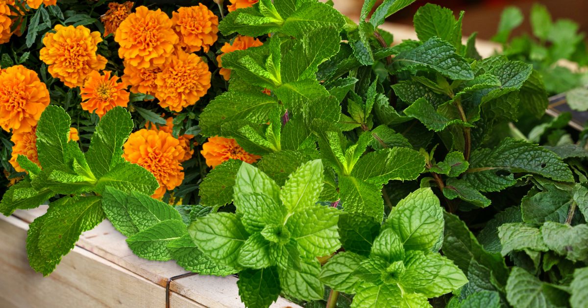 mint and marigolds in a raised bed.