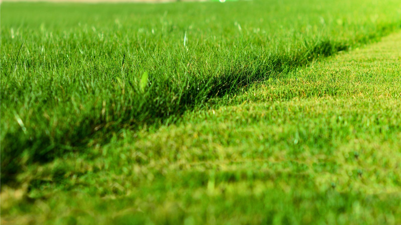 mow strip - grassed mowed in a straight line.
