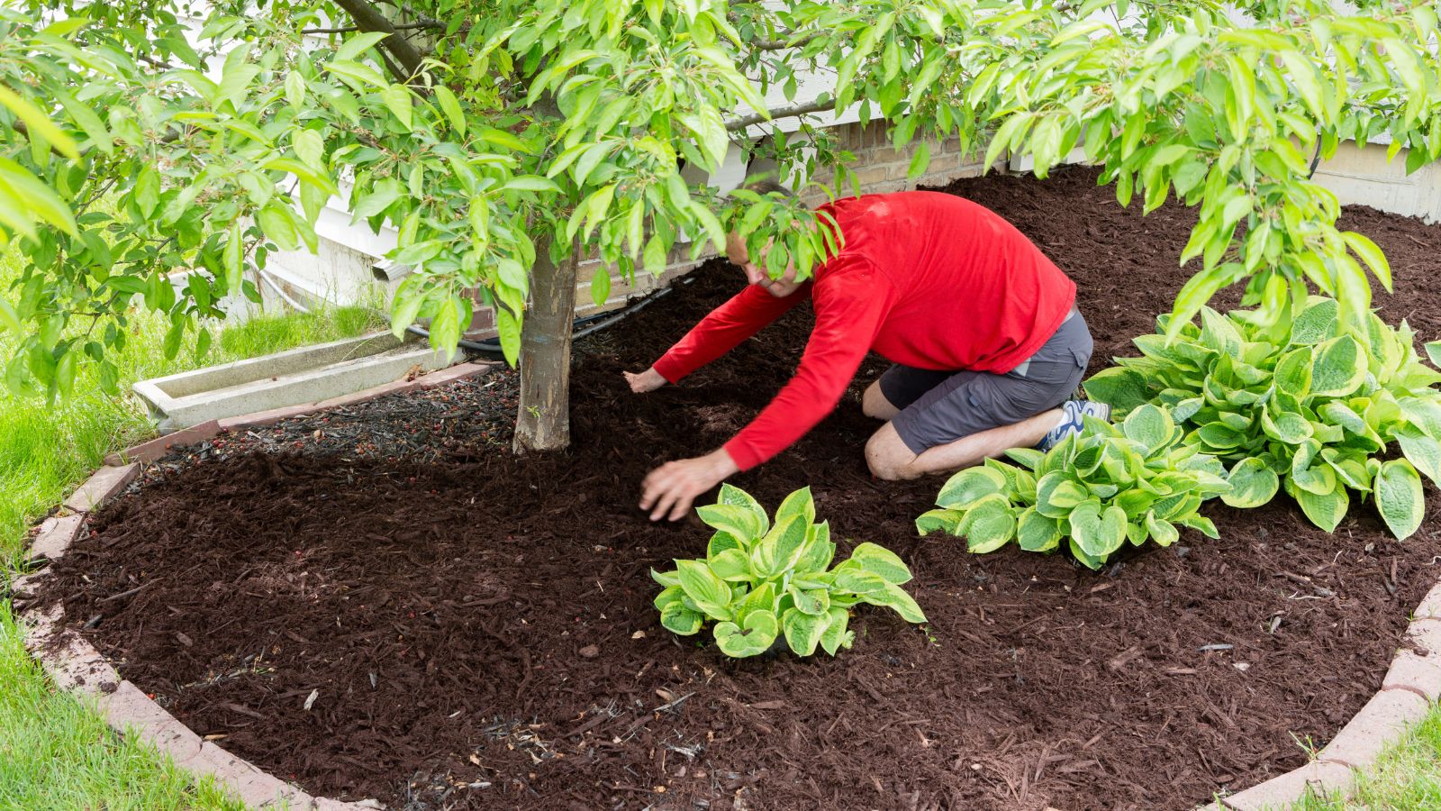 man adding mulch around a tree.