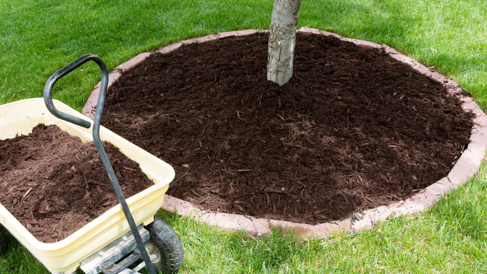 organic mulch added around a tree.