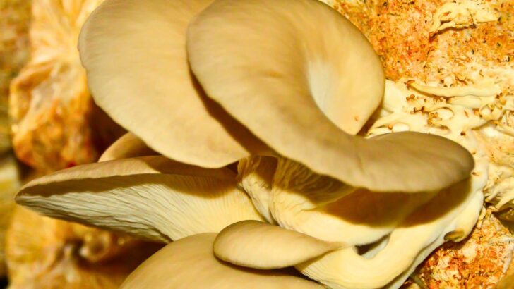 How to Grow Hydroponic Mushrooms For Year-Round Harvesting