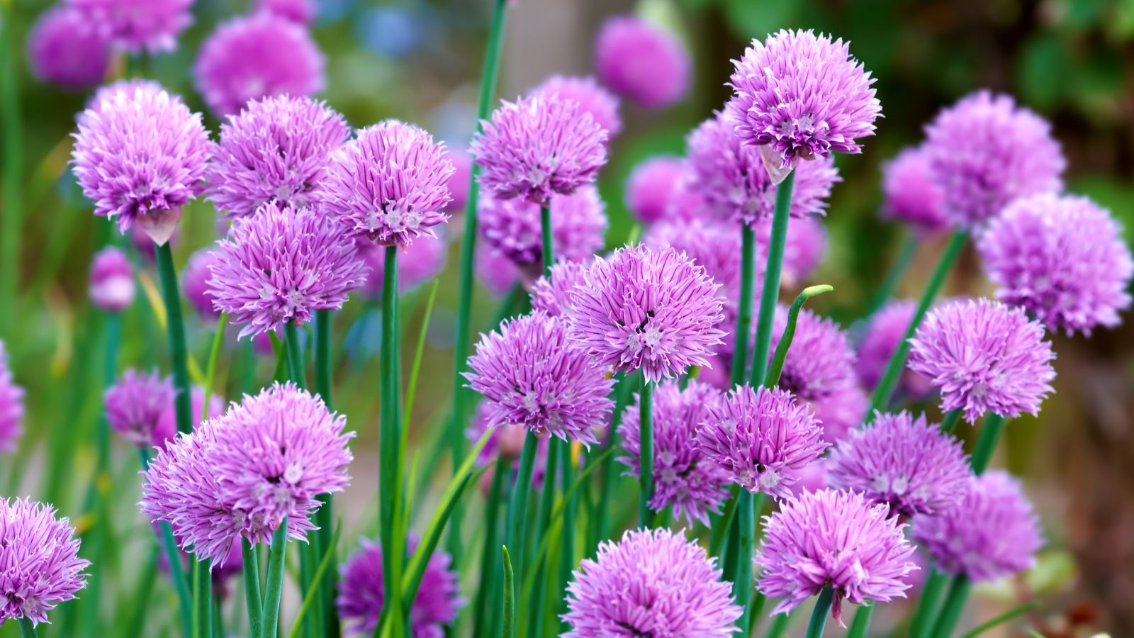 purple chives.