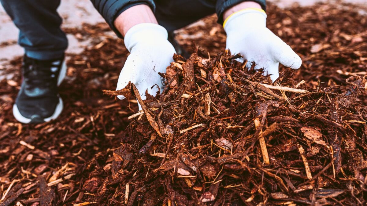man's gloved hands holding recycled tree bark he'll use to mulch.