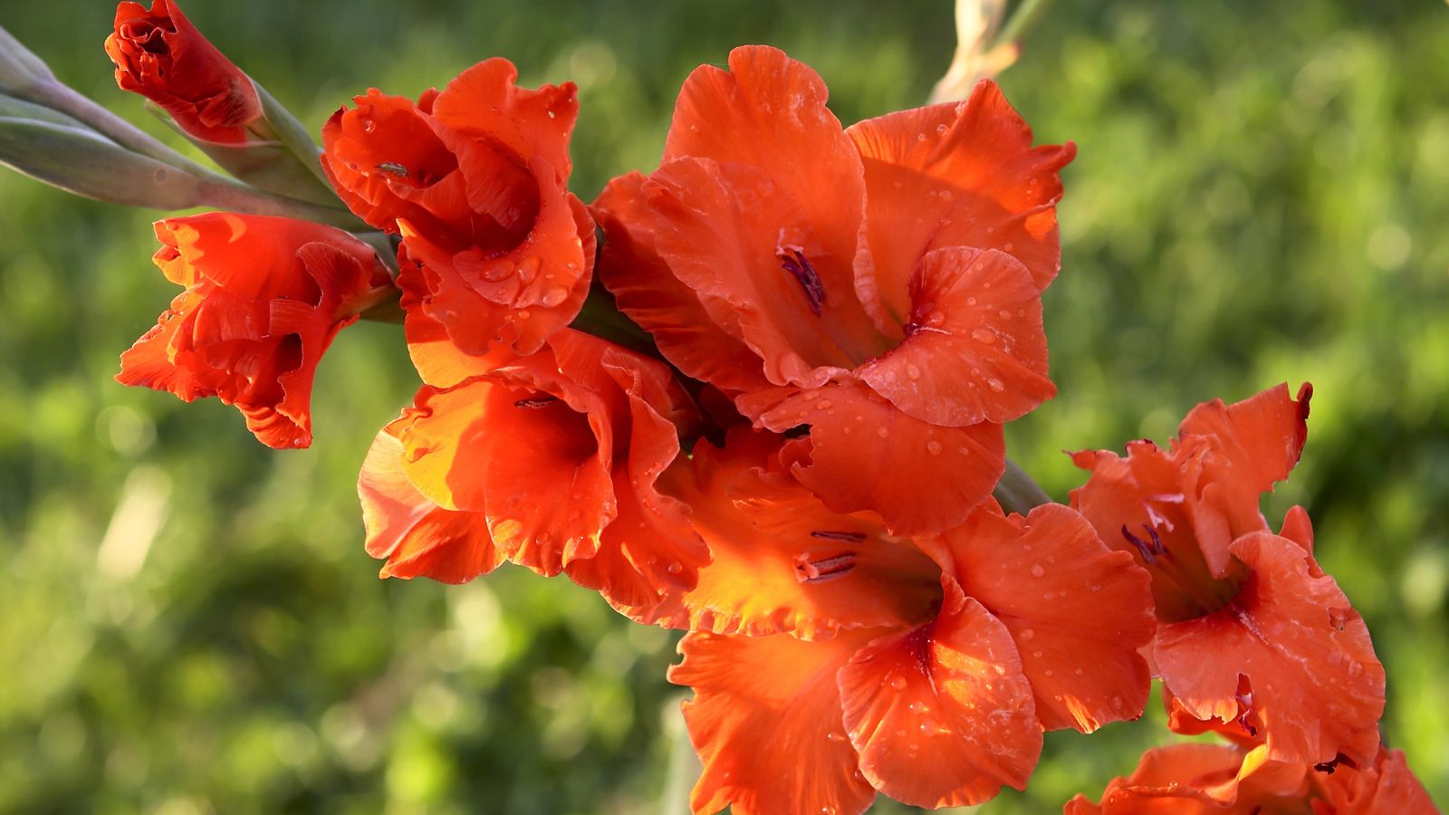 red gladiolus flowers.