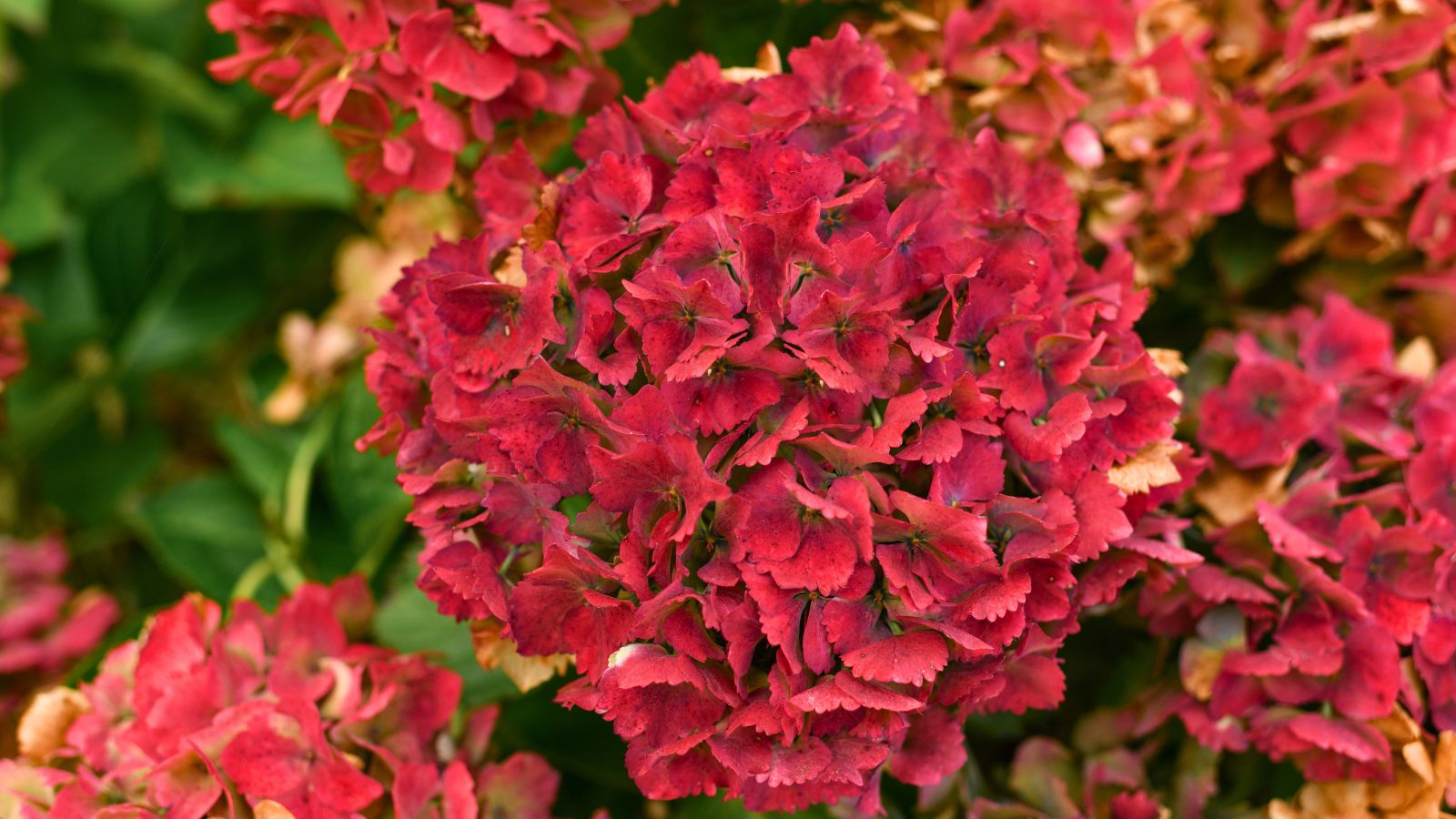 red hydrangea flowers.