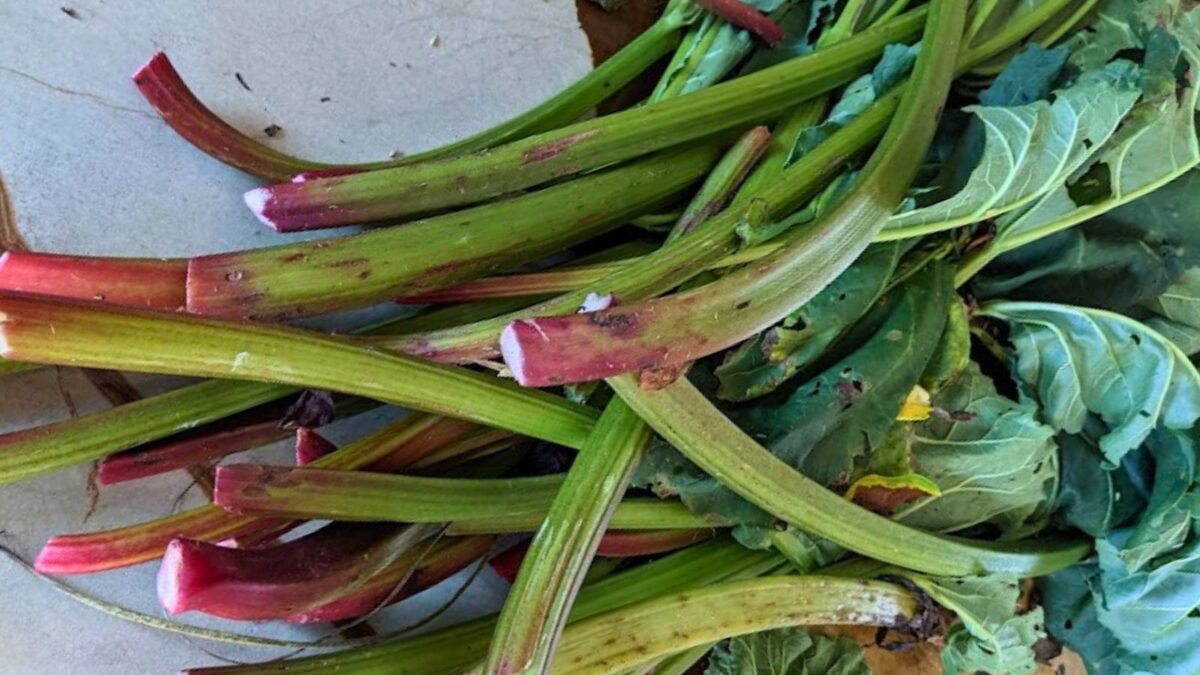 rhubarb harvest.