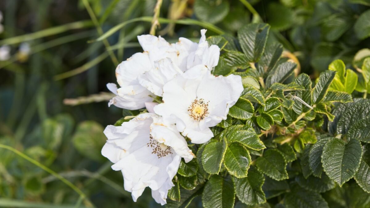 rosa rugosa alba - white hybrid rose.