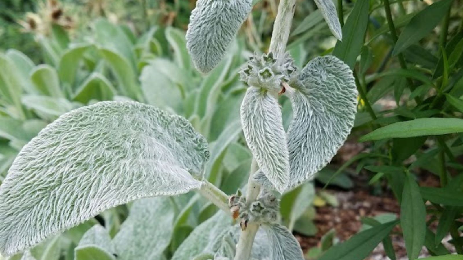 sage plant with fuzzy leaves.