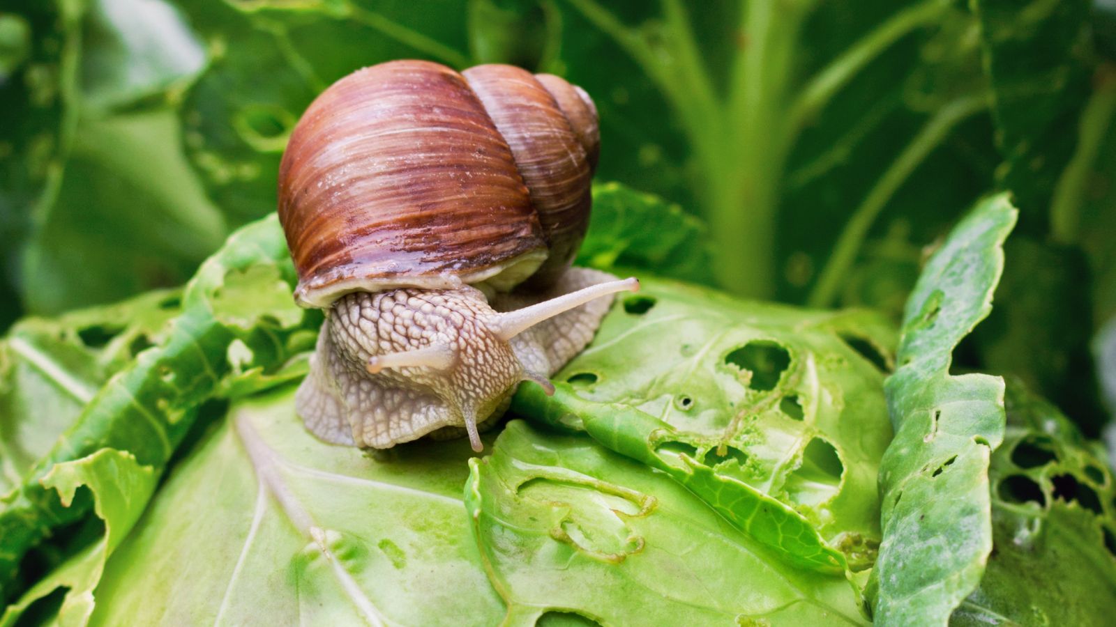 snail sitting on cabbage in the garden.